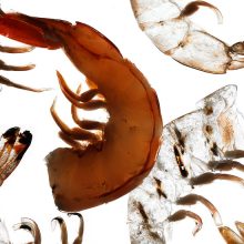 Is Shrimp Good for You? It’s Complicated.