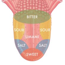 The Textbooks Were Wrong About How Your Tongue Works