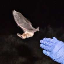 Surprising New Research Links Infant Mortality to Crashing Bat Populations