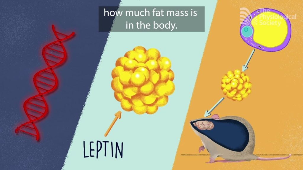 Can genetics play a task in weight reduction?