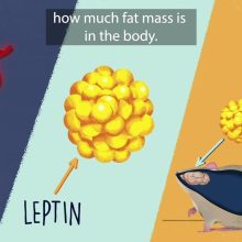 Can genetics play a task in weight reduction? Can genetics play a task in weight reduction?